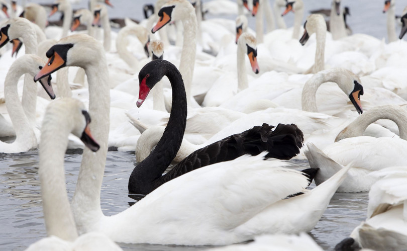 Hasta 1697, en la mayor parte del mundo se pensaba que los cisnes negros no existían. Aquel año, los europeos los vieron por primera vez en Australia. Ahora, la expresión «cisne negro» se utiliza para aludir a un posible cataclismo que hasta hace no mucho se había creído imposible